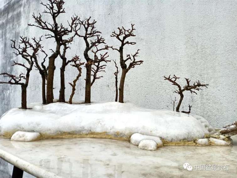 图解 姜文华怎么制作榆树山石盆景的15个步骤