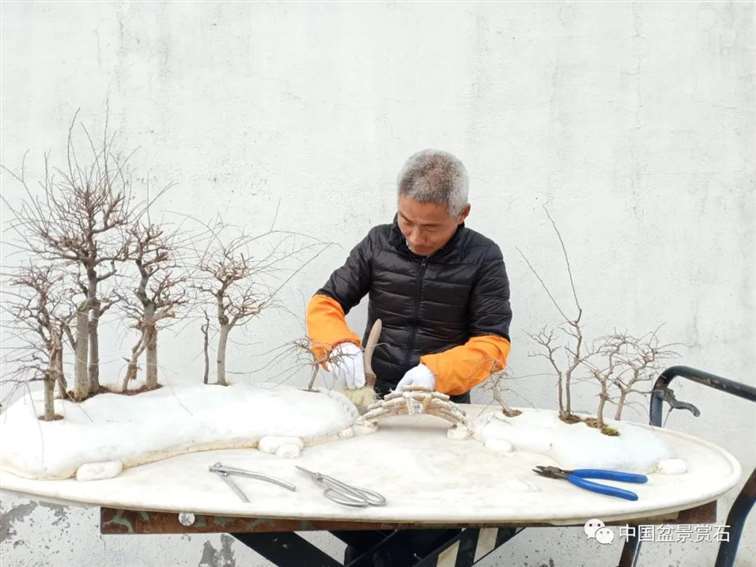 图解 姜文华怎么制作榆树山石盆景的15个步骤