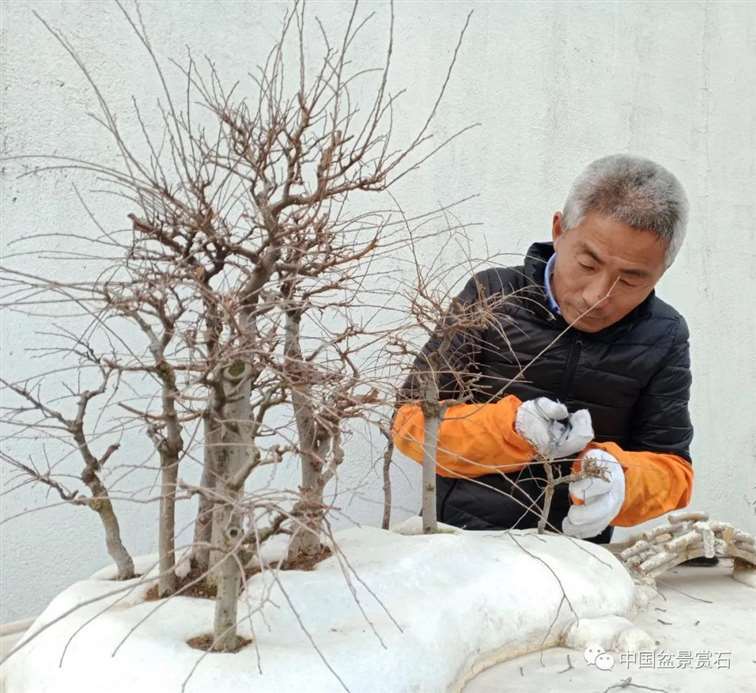 图解 姜文华怎么制作榆树山石盆景的15个步骤