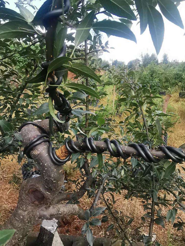 岭南盆景怎么蟠扎蓄枝的6个步骤 图片