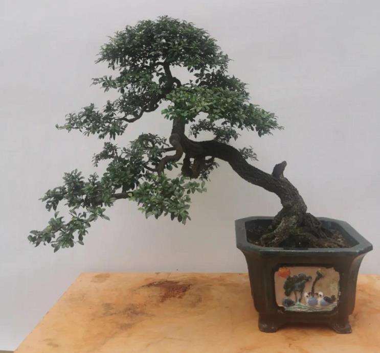 岭南盆景怎么蟠扎蓄枝的6个步骤 图片