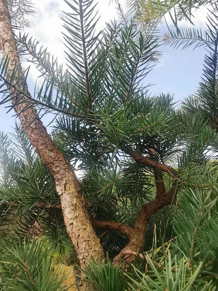 岭南盆景怎么蟠扎蓄枝的6个步骤 图片