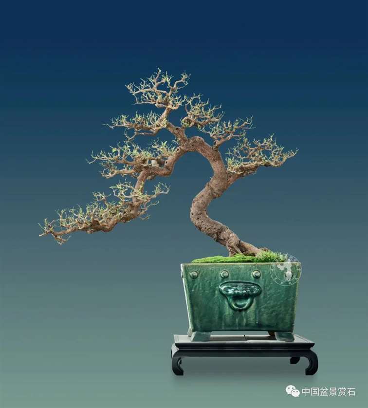 一个普通人眼中的岭南盆景创作技法