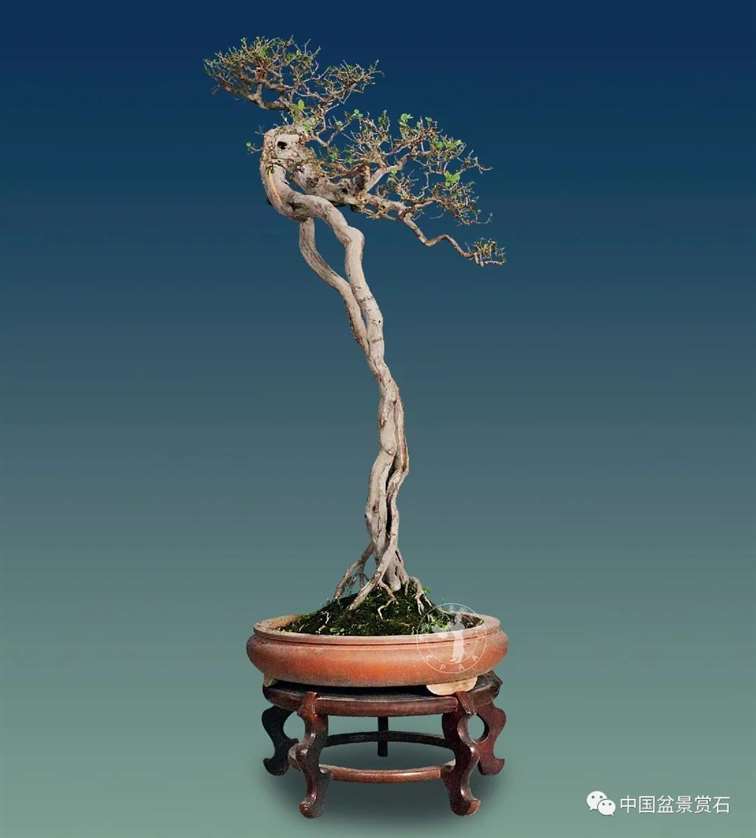 一个普通人眼中的岭南盆景创作技法