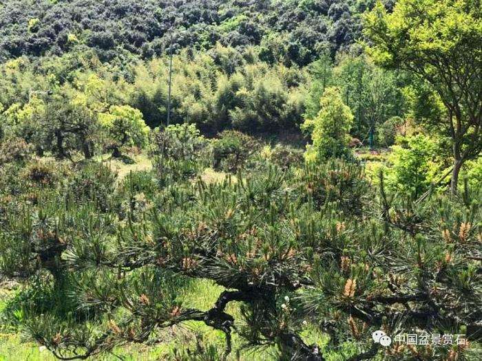 湖州市 盆景艺术家 沈阿龙