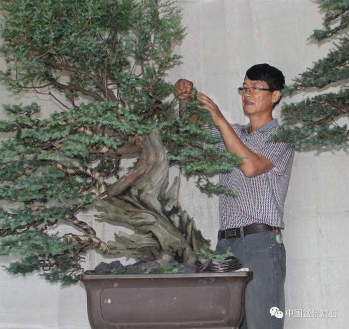 湖州市 盆景艺术家 沈阿龙