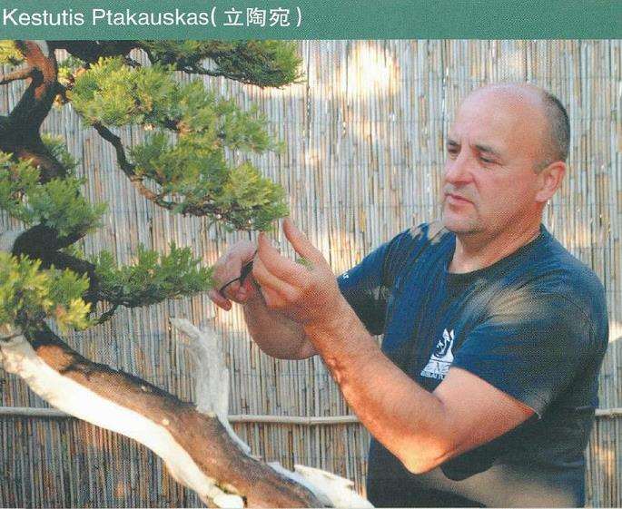 俄罗斯盆景艺术家 图片欣赏