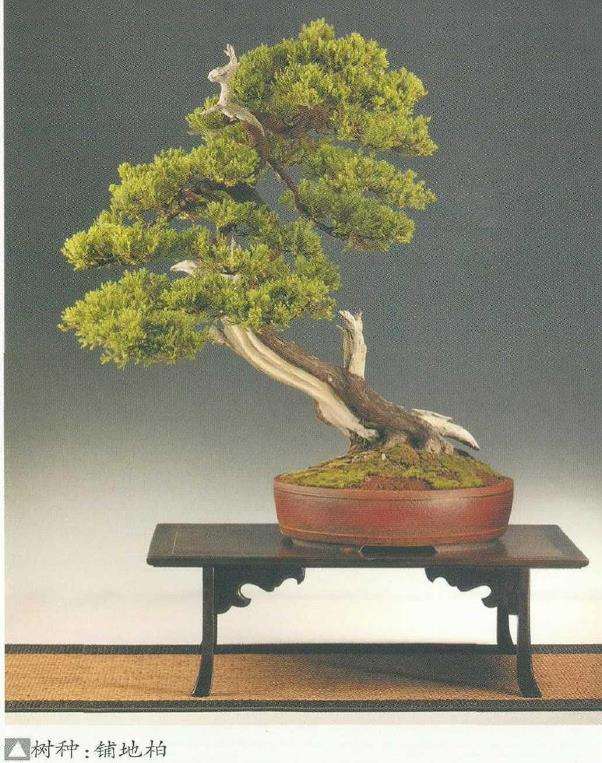 俄罗斯盆景艺术家 图片欣赏