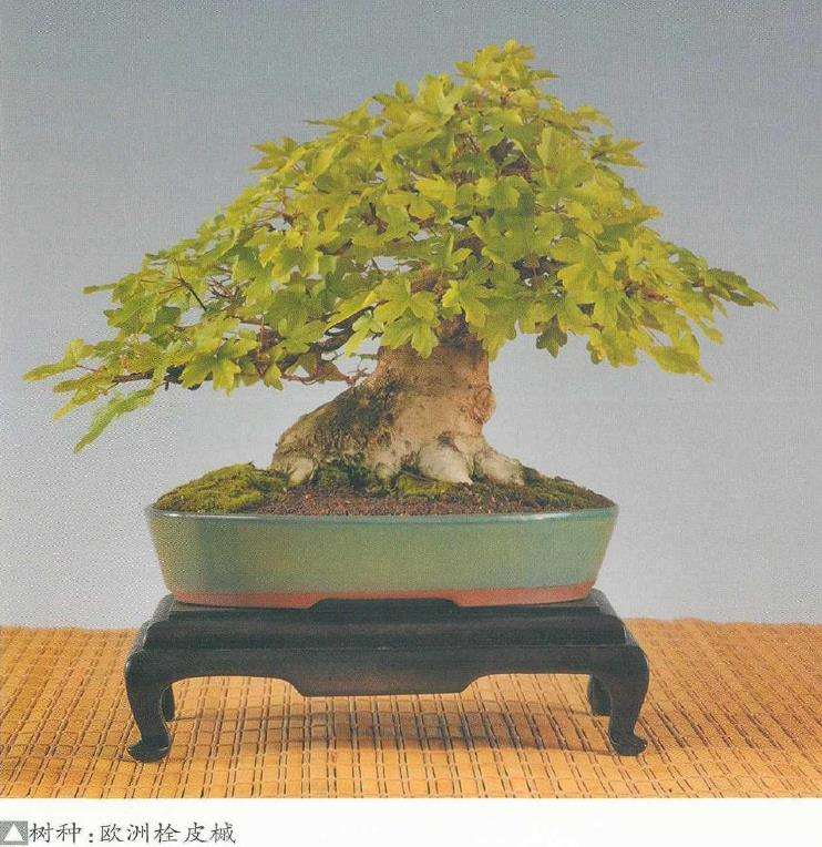 俄罗斯盆景艺术家 图片欣赏