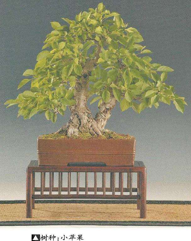 俄罗斯盆景艺术家 图片欣赏