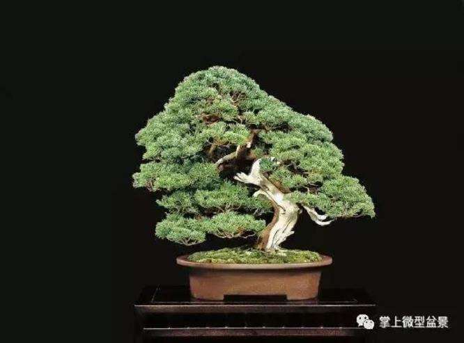 盆景怎么蓄枝的3个方法 图片