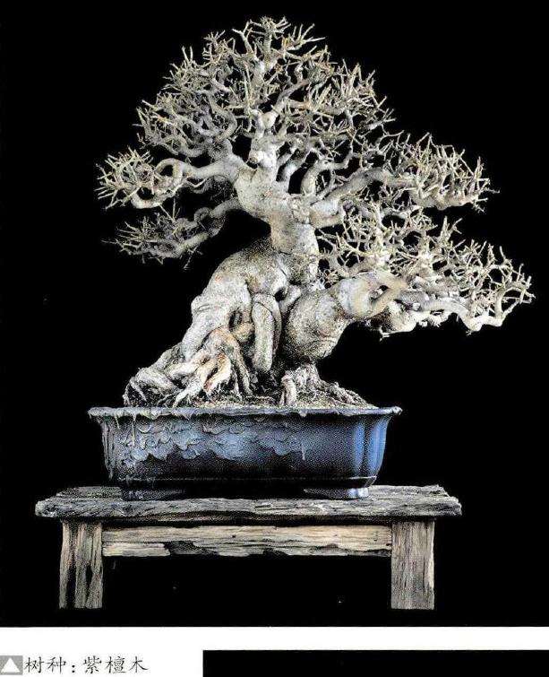 委瑞内拉盆景艺术家 Nacho Marin图片