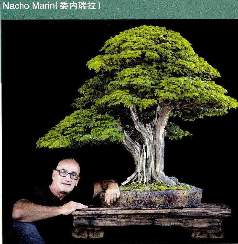 委瑞内拉盆景艺术家 Nacho Marin图片
