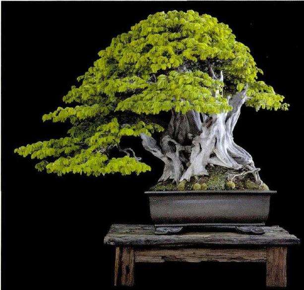 委瑞内拉盆景艺术家 Nacho Marin图片