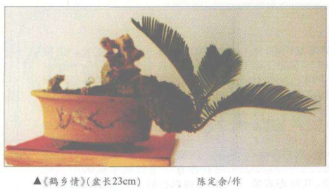 铁树盆景怎么发芽上盆 图片