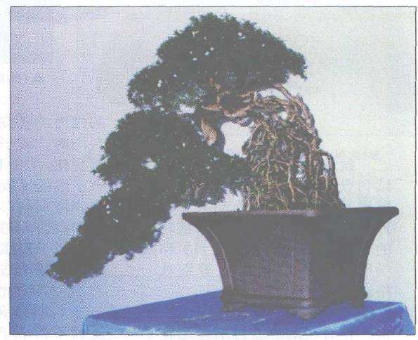 以观根为主的悬崖盆景造型设计 图片