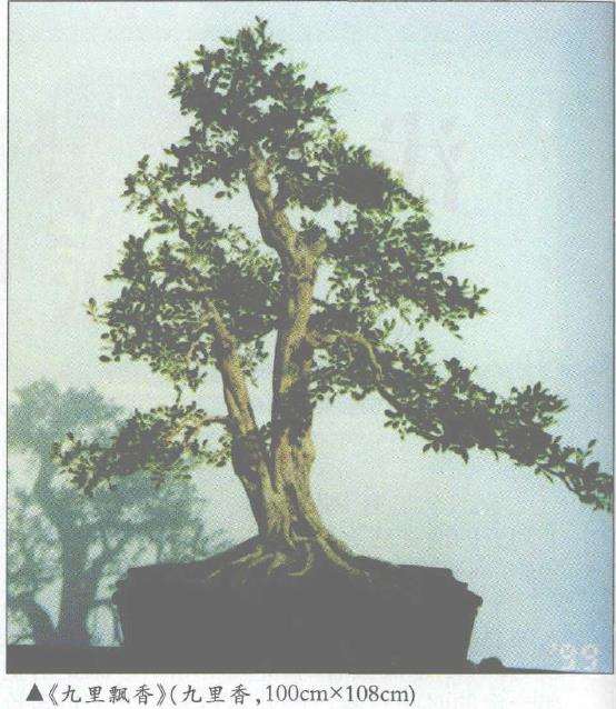 秦耀光怎么制作朴树盆景的过程