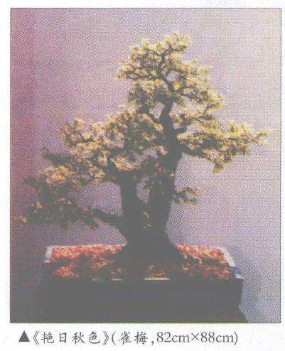 秦耀光怎么制作朴树盆景的过程