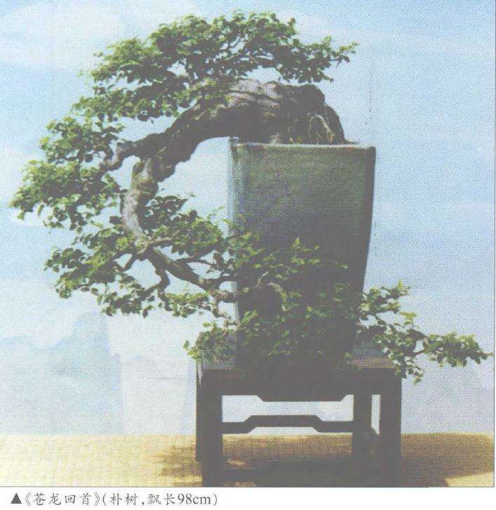 秦耀光怎么制作朴树盆景的过程