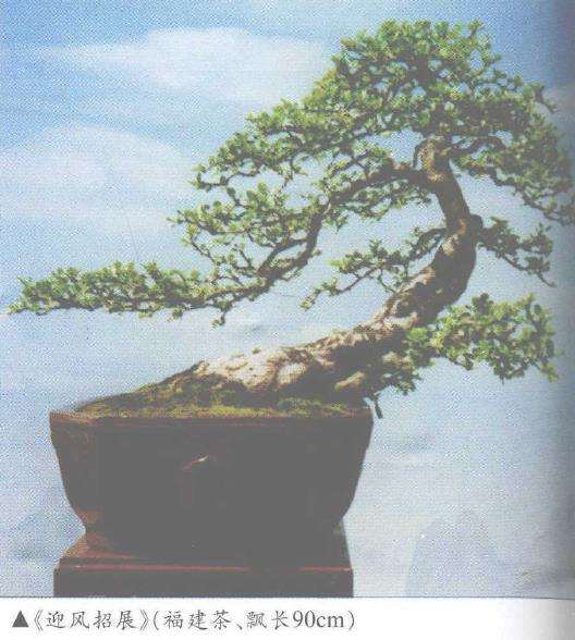 秦耀光怎么制作朴树盆景的过程