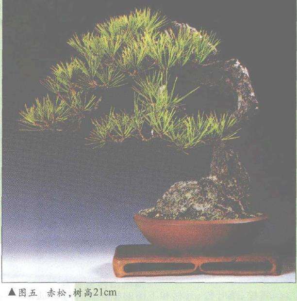 风雅居主人及其微型赤松盆景(上) 图片