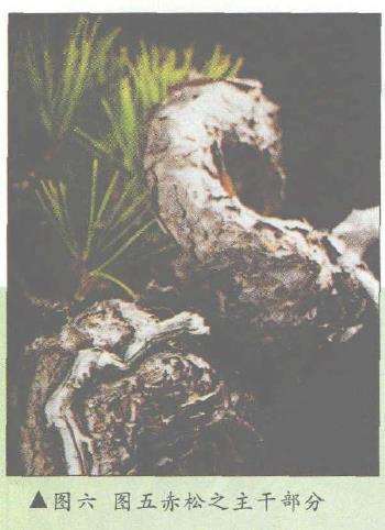 风雅居主人及其微型赤松盆景(上) 图片