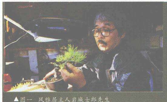 风雅居主人及其微型赤松盆景(上) 图片