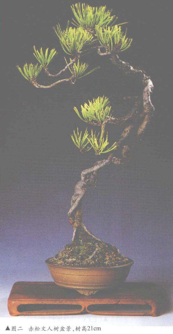 风雅居主人及其微型赤松盆景(上) 图片