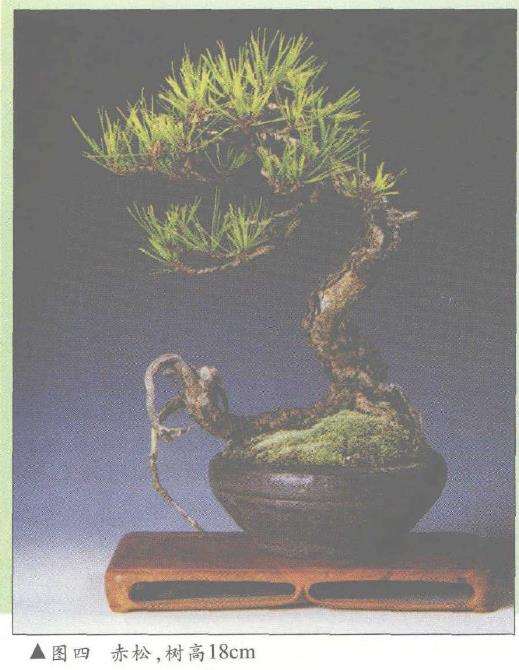 风雅居主人及其微型赤松盆景(上) 图片