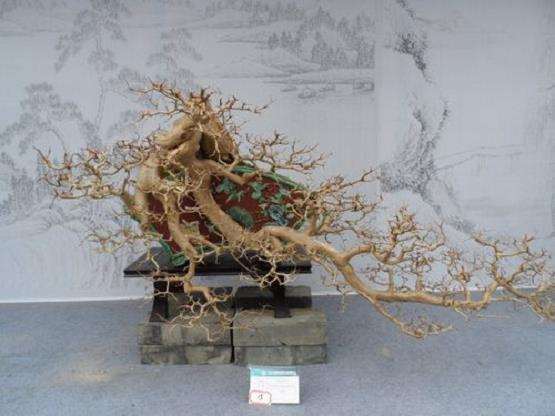 2013国际盆景大会将于明年4·18在扬州举办