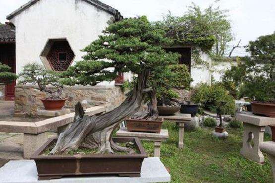 苏州第五届全国盆景评比展 图片