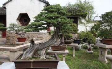 苏州第五届全国盆景评比展 图片