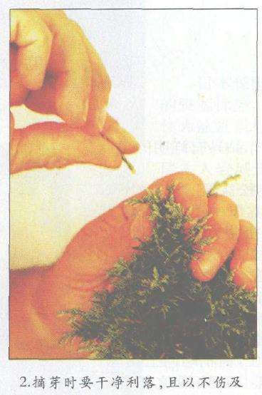 图解 盆景怎么摘芽修整的3个方法