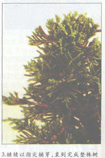 图解 盆景怎么摘芽修整的3个方法