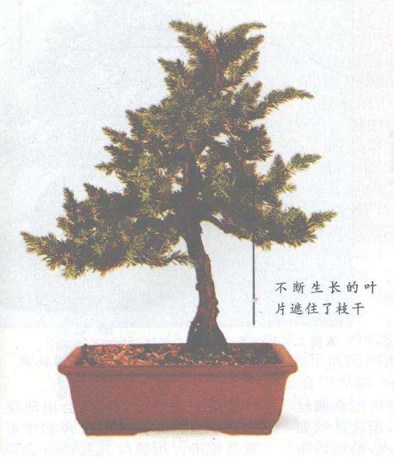 图解 盆景怎么摘芽修整的3个方法