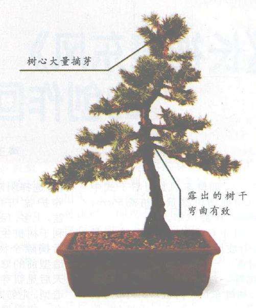 图解 盆景怎么摘芽修整的3个方法