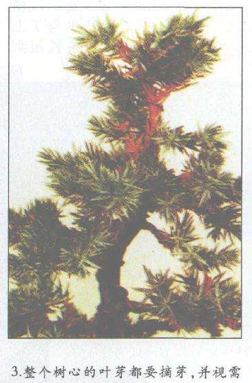 图解 盆景怎么摘芽修整的3个方法