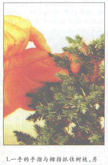 图解 盆景怎么摘芽修整的3个方法