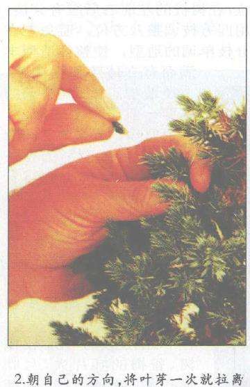 图解 盆景怎么摘芽修整的3个方法