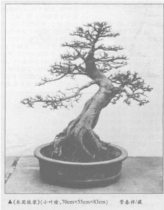 盆景老桩怎样制作严防急躁病