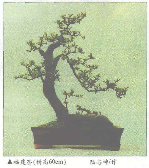 盆景枝干怎么矮化整形的2个方法 图片