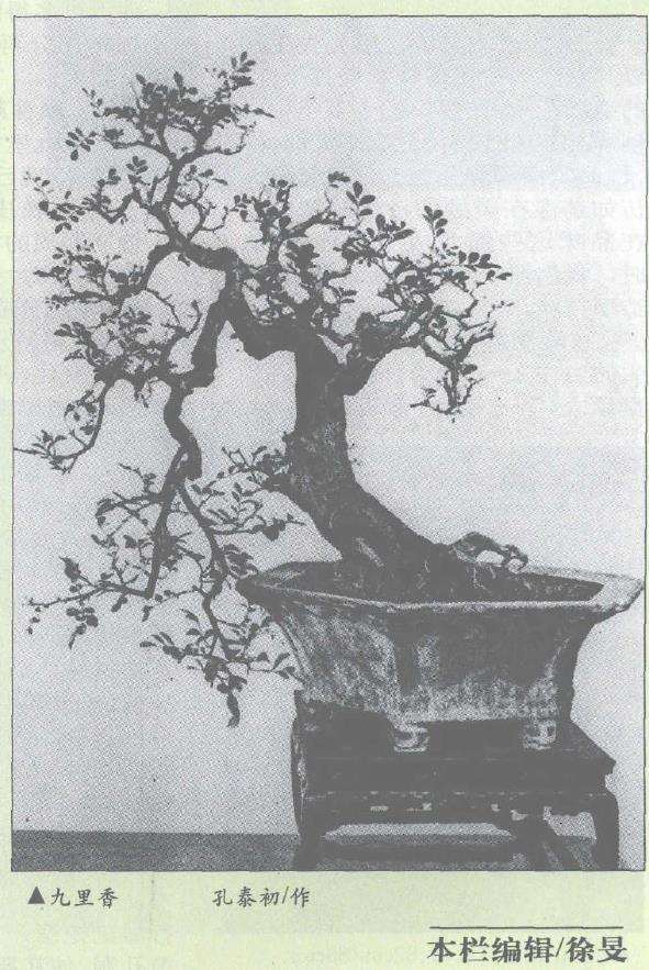 盆景的2个流派与风格 图片