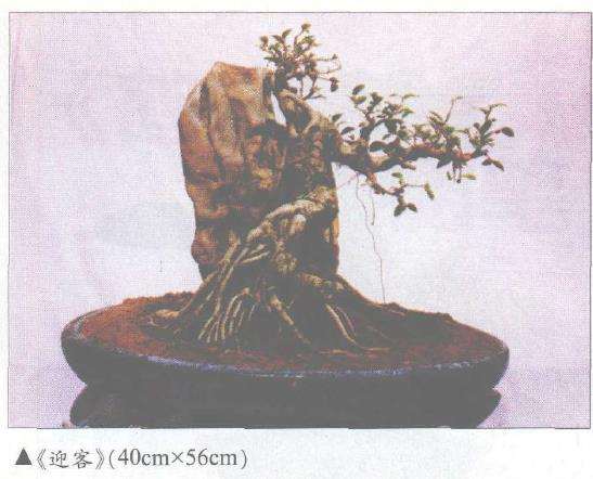 怎么制作榕树附石盆景的4个体会 图片