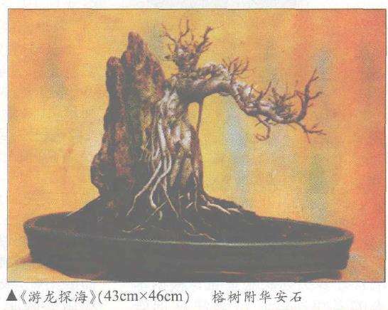 怎么制作榕树附石盆景的4个体会 图片