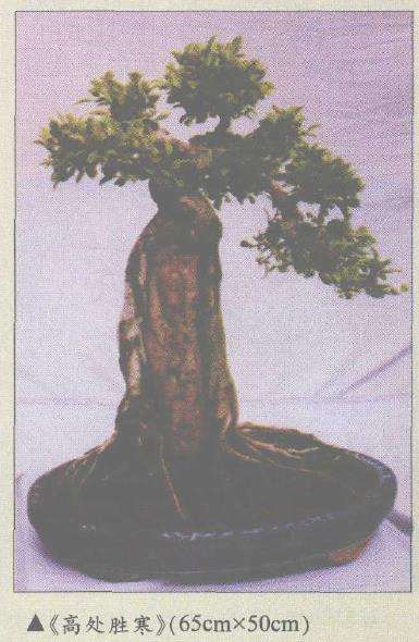 怎么制作榕树附石盆景的4个体会 图片