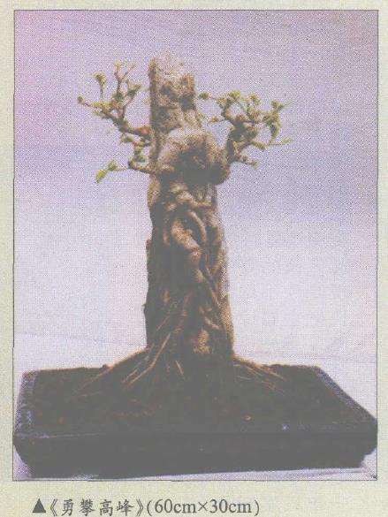 怎么制作榕树附石盆景的4个体会 图片