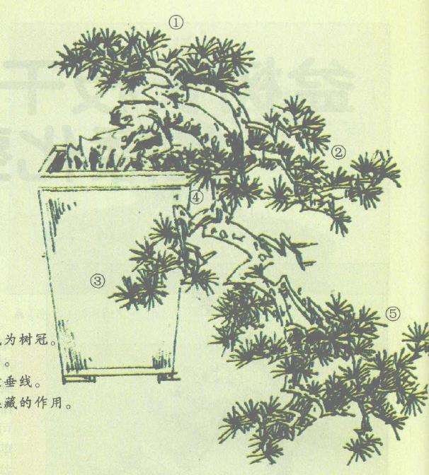 图解 双干悬崖盆景怎么造型的6个步骤
