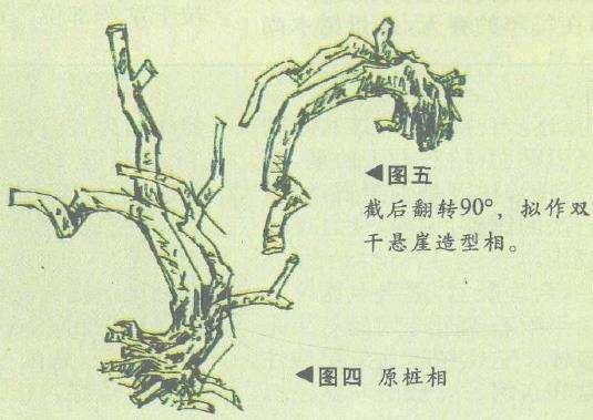 图解 双干悬崖盆景怎么造型的6个步骤