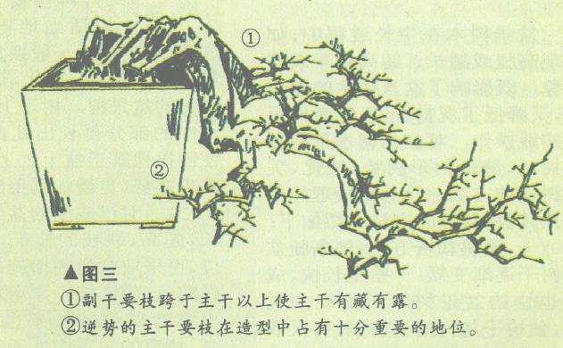 图解 双干悬崖盆景怎么造型的6个步骤