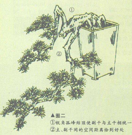 图解 双干悬崖盆景怎么造型的6个步骤